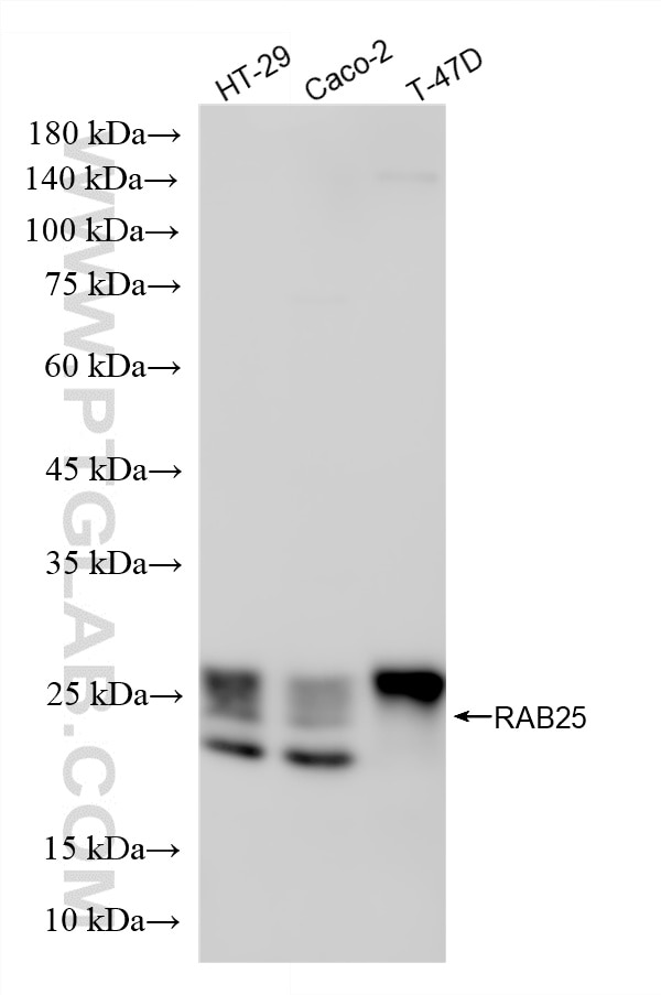 Western Blot (WB) analysis of various lysates using RAB25 Recombinant monoclonal antibody (87453-1-RR)