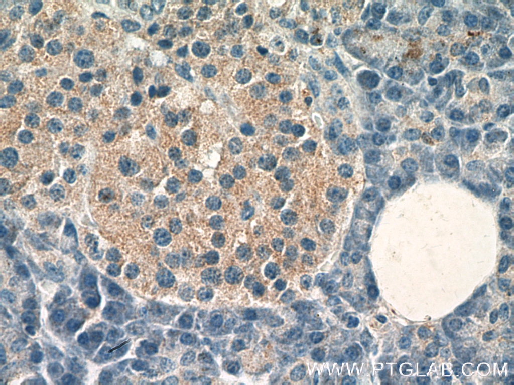Immunohistochemistry (IHC) staining of human pancreas tissue using RAB26 Polyclonal antibody (14284-1-AP)
