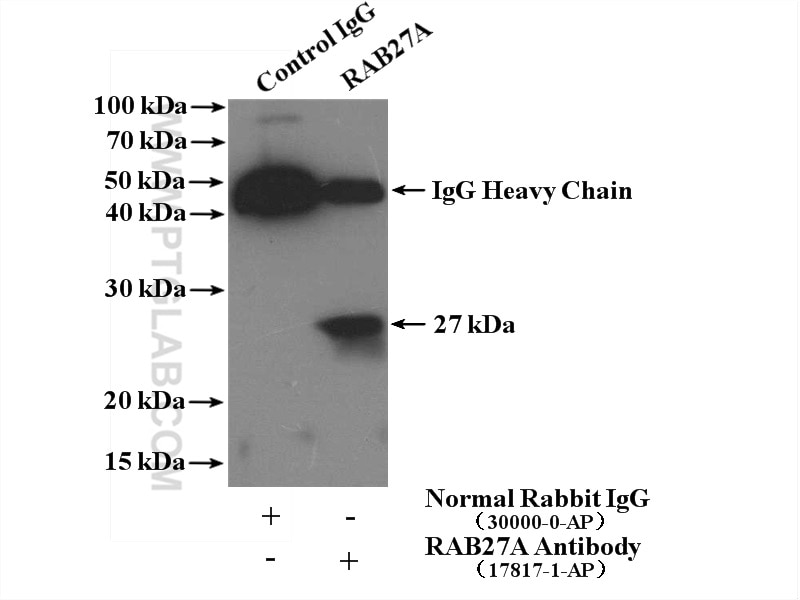 Immunoprecipitation (IP) experiment of K-562 cells using RAB27A Polyclonal antibody (17817-1-AP)