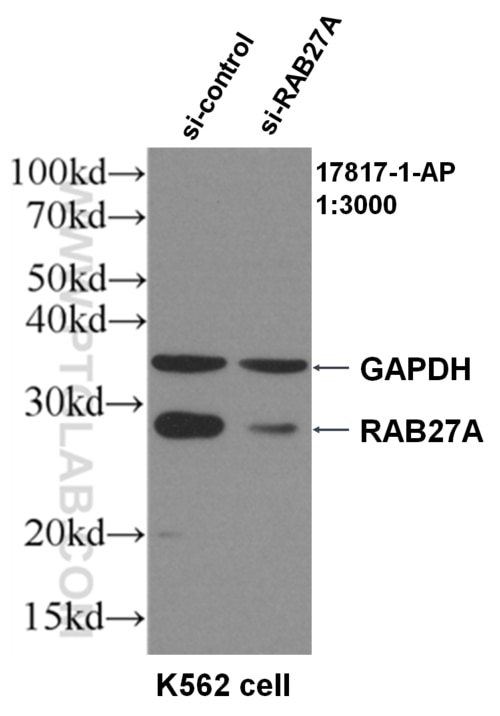 Western Blot (WB) analysis of K562 using RAB27A Polyclonal antibody (17817-1-AP)