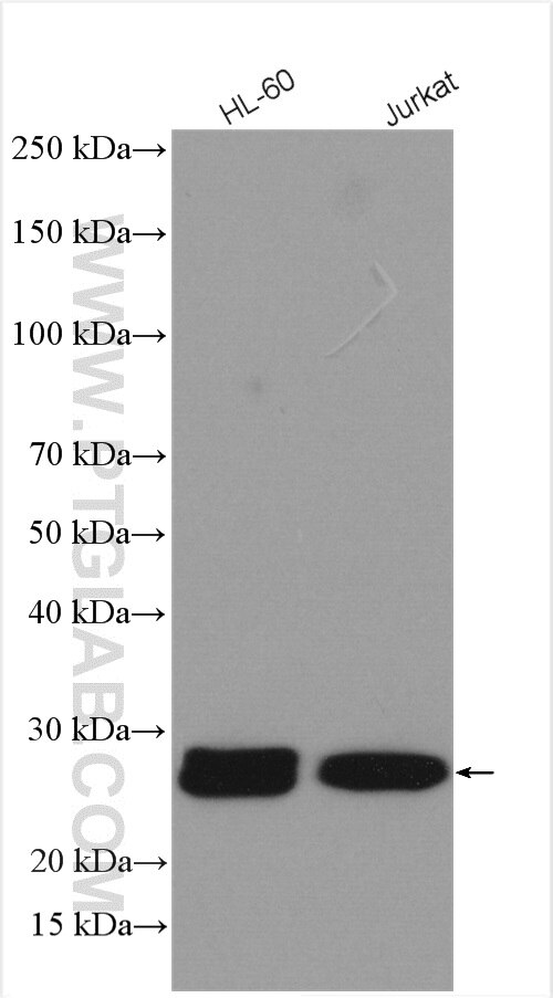 Western Blot (WB) analysis of various lysates using RAB27A Polyclonal antibody (17817-1-AP)