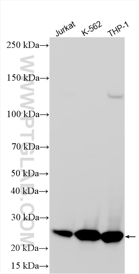 WB analysis using 17817-1-AP Western Blot (WB) analysis of various lysates using RAB27A Polyclonal antibody (17817-1-AP)