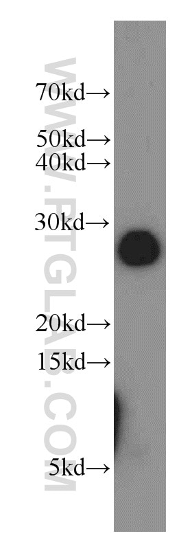 Western Blot (WB) analysis of K-562 cells using RAB27A Polyclonal antibody (17817-1-AP)