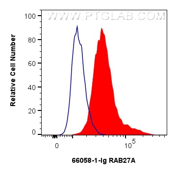 FC experiment of HeLa using 66058-1-Ig Flow cytometry (FC) experiment of HeLa cells using RAB27A Monoclonal antibody (66058-1-Ig)