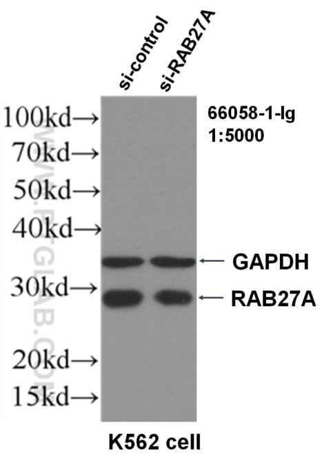 Western Blot (WB) analysis of K562 using RAB27A Monoclonal antibody (66058-1-Ig)