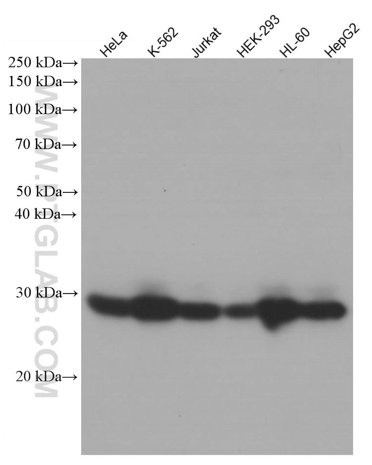 Western Blot (WB) analysis of various lysates using RAB27A Monoclonal antibody (66058-1-Ig)