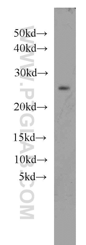 Western Blot (WB) analysis of K-562 cells using RAB27A Monoclonal antibody (66058-1-Ig)