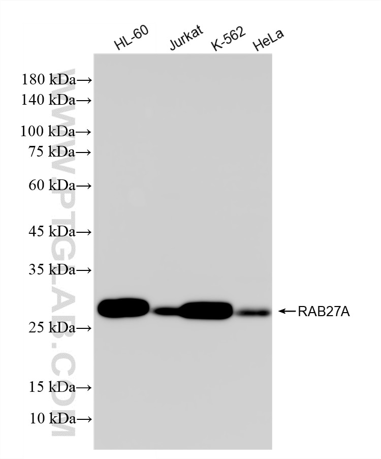 WB analysis using 87178-4-RR Western Blot (WB) analysis of various lysates using RAB27A Recombinant monoclonal antibody (87178-4-RR)