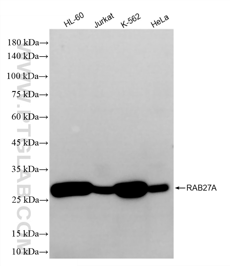 WB analysis using 87178-5-RR Western Blot (WB) analysis of various lysates using RAB27A Recombinant monoclonal antibody (87178-5-RR)