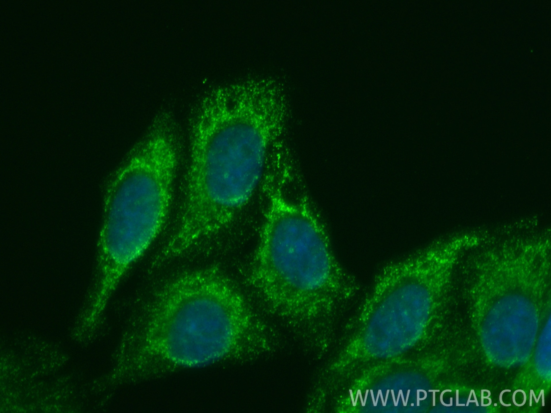Immunofluorescence (IF) / fluorescent staining of HepG2 cells using CoraLite® Plus 488-conjugated RAB27A Monoclonal an (CL488-66058)