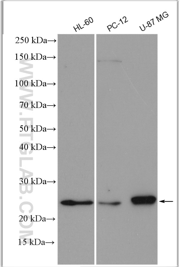 Western Blot (WB) analysis of various lysates using RAB27A-specific Polyclonal antibody (16868-1-AP)