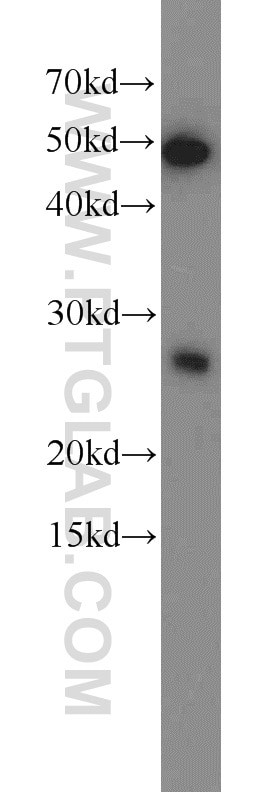 Western Blot (WB) analysis of MCF-7 cells using RAB27B Polyclonal antibody (13412-1-AP)