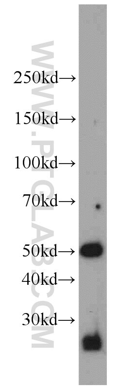 Western Blot (WB) analysis of DU 145 cells using RAB27B Polyclonal antibody (13412-1-AP)