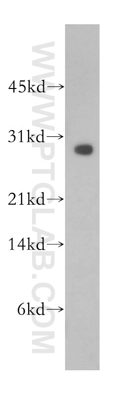 Western Blot (WB) analysis of PC-3 cells using RAB27B Polyclonal antibody (13412-1-AP)