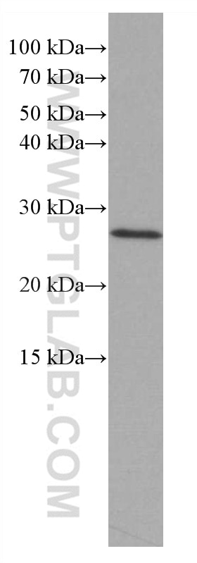Western Blot (WB) analysis of HeLa cells using RAB27B Monoclonal antibody (66944-1-Ig)
