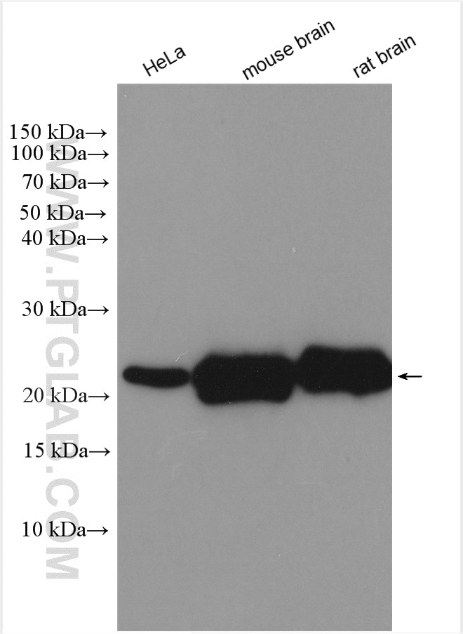 Western Blot (WB) analysis of various lysates using RAB2A/B Polyclonal antibody (15420-1-AP)