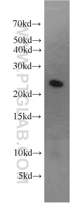 Western Blot (WB) analysis of mouse lung tissue using RAB2 Polyclonal antibody (15420-1-AP)