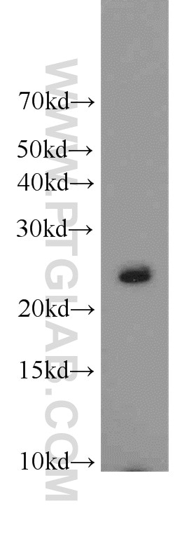 Western Blot (WB) analysis of HEK-293 cells using RAB2 Polyclonal antibody (15420-1-AP)