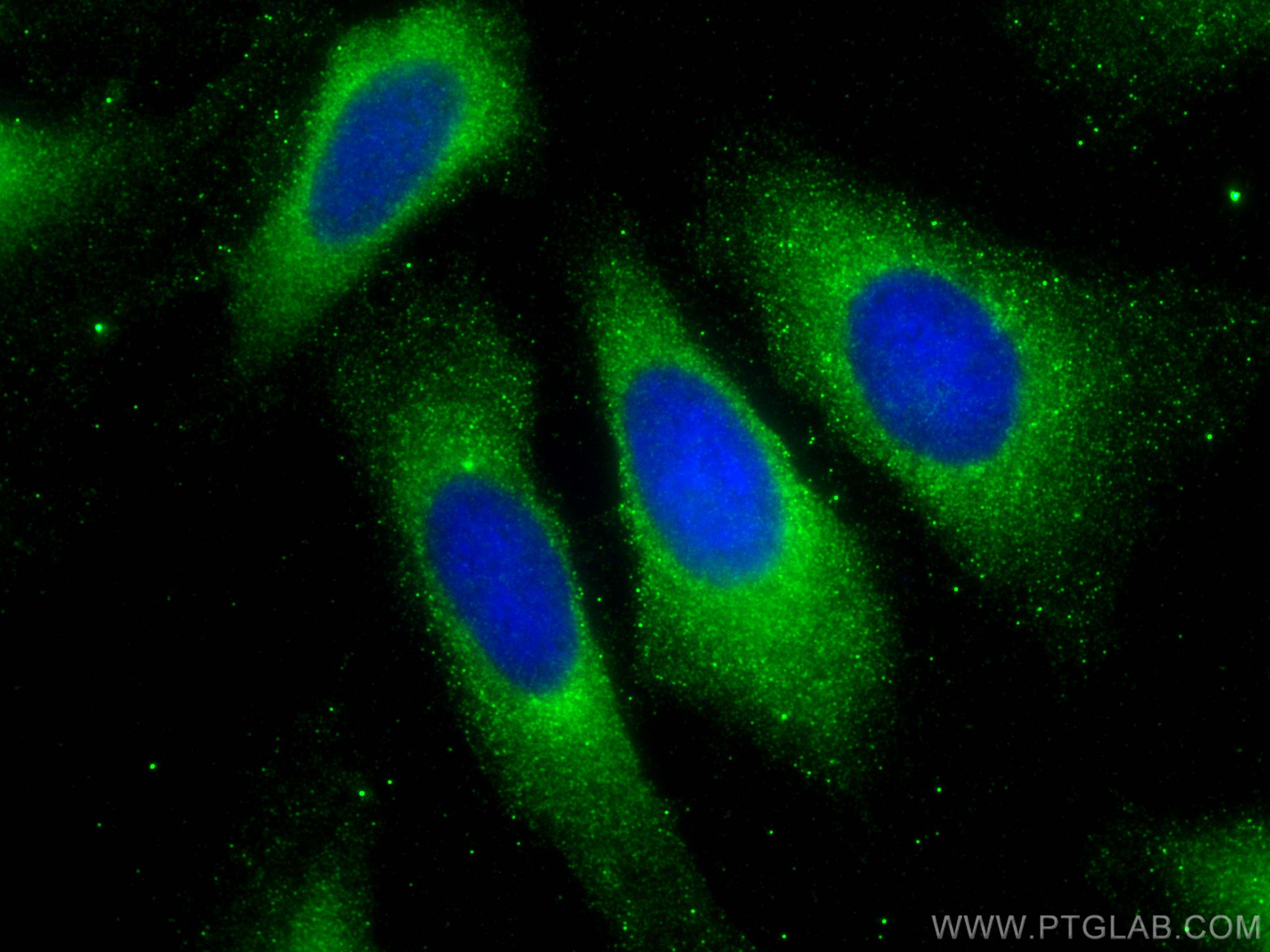 Immunofluorescence (IF) / fluorescent staining of U2OS cells using RAB2A Monoclonal antibody (67501-1-Ig)