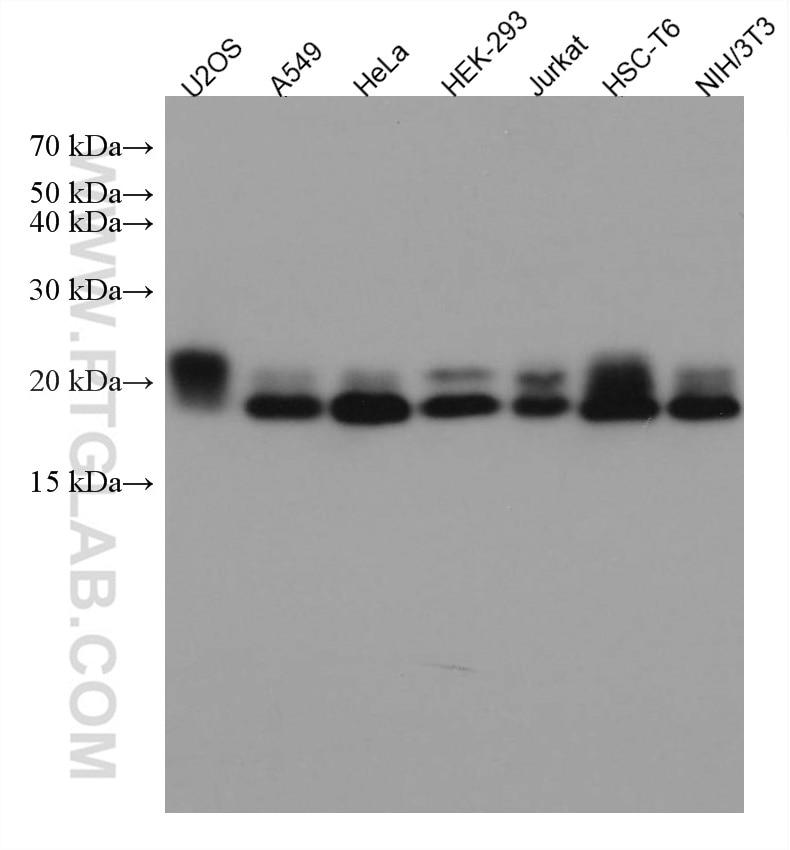 Western Blot (WB) analysis of various lysates using RAB2A Monoclonal antibody (67501-1-Ig)