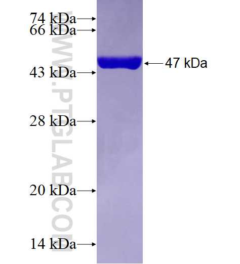 RAB2A fusion protein Ag7708 SDS-PAGE