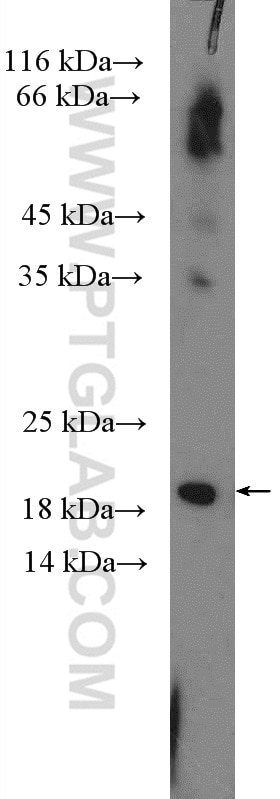 Western Blot (WB) analysis of PC-12 cells using RAB30 Polyclonal antibody (16328-1-AP)