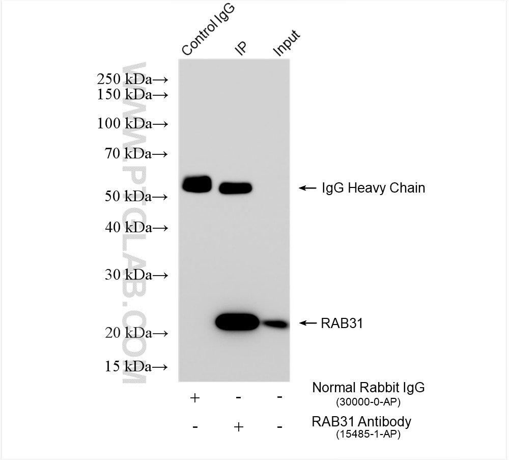 Immunoprecipitation (IP) experiment of K-562 cells using RAB31 Polyclonal antibody (15485-1-AP)