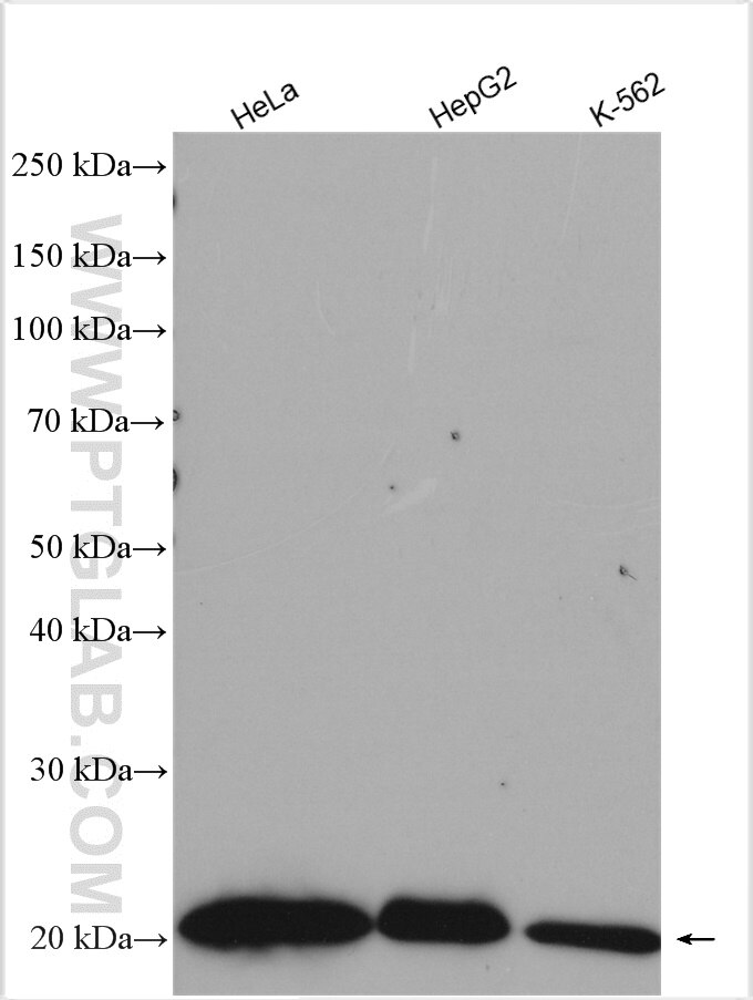 Western Blot (WB) analysis of various lysates using RAB31 Polyclonal antibody (15485-1-AP)