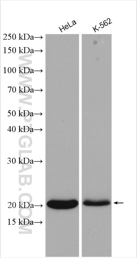 Western Blot (WB) analysis of various lysates using RAB31 Polyclonal antibody (15485-1-AP)