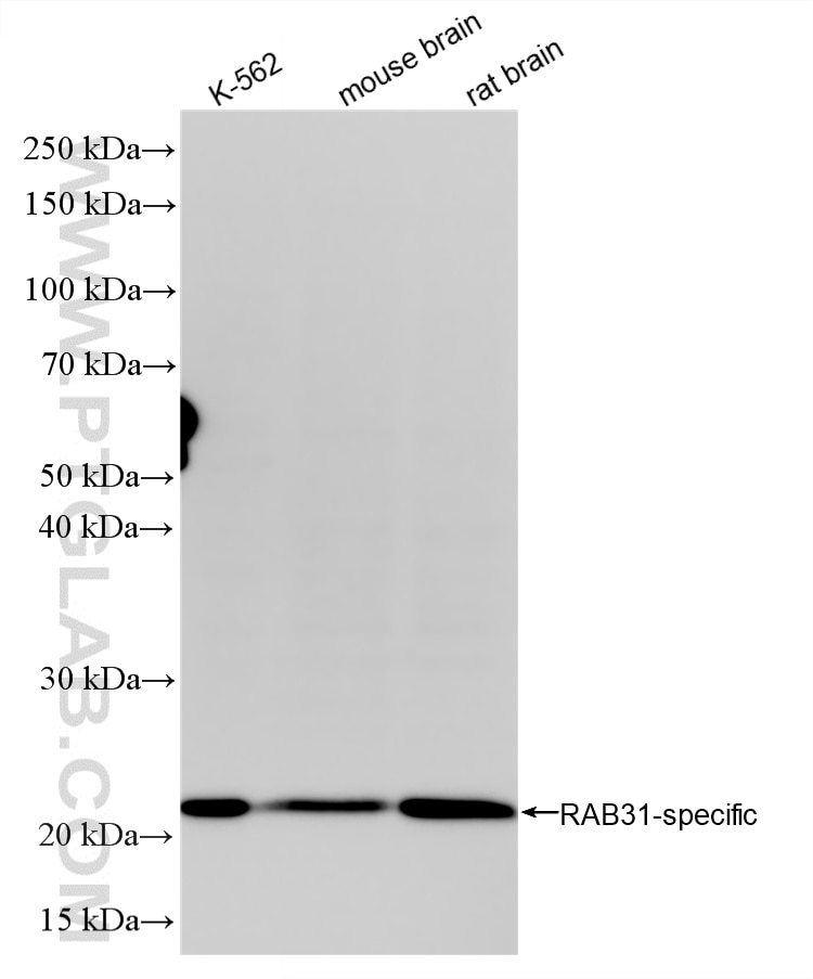 Western Blot (WB) analysis of various lysates using RAB31 Recombinant monoclonal antibody (83434-2-RR)