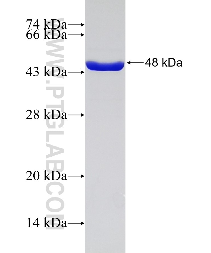 RAB31 fusion protein Ag7833 SDS-PAGE
