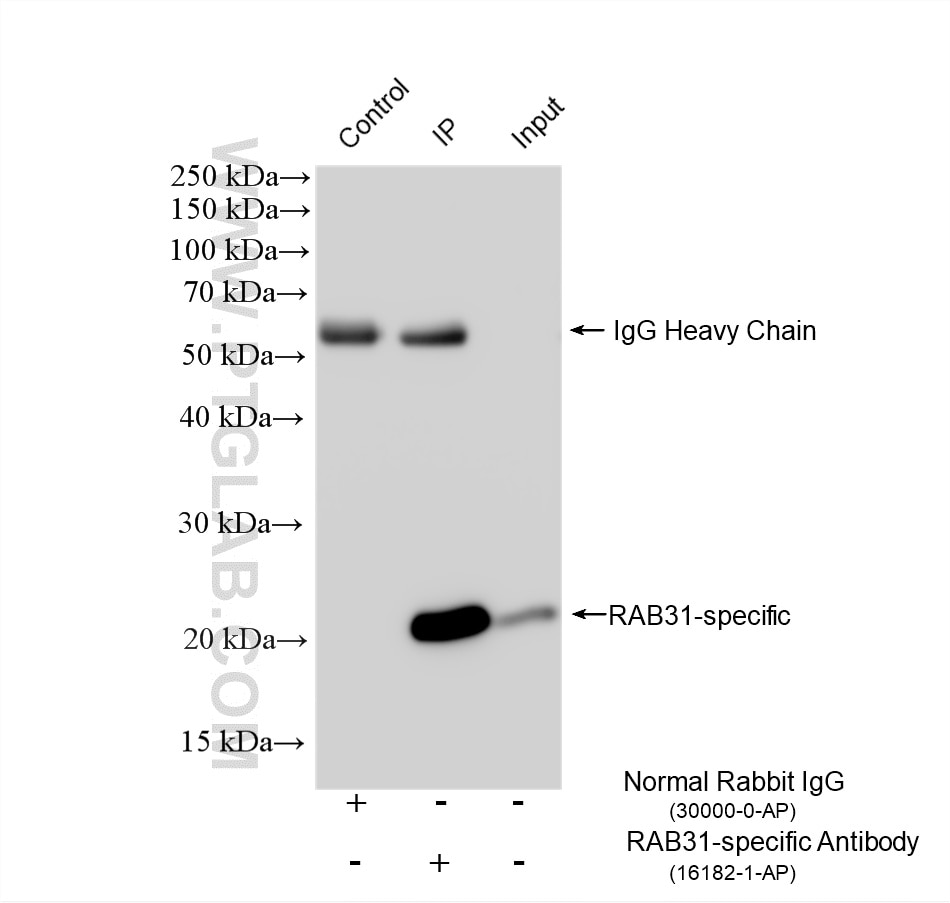 Immunoprecipitation (IP) experiment of U-87 MG cells using RAB31-specific Polyclonal antibody (16182-1-AP)