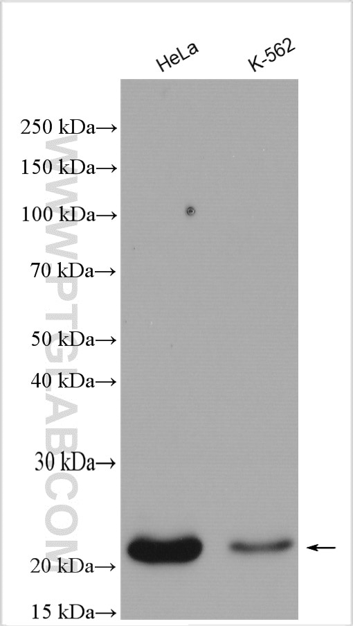 Western Blot (WB) analysis of various lysates using RAB31-specific Polyclonal antibody (16182-1-AP)
