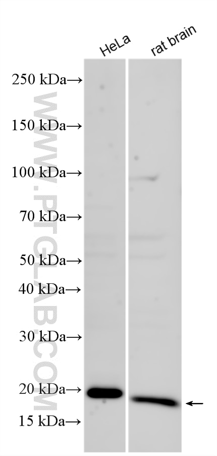 Western Blot (WB) analysis of various lysates using RAB31-specific Polyclonal antibody (16182-1-AP)