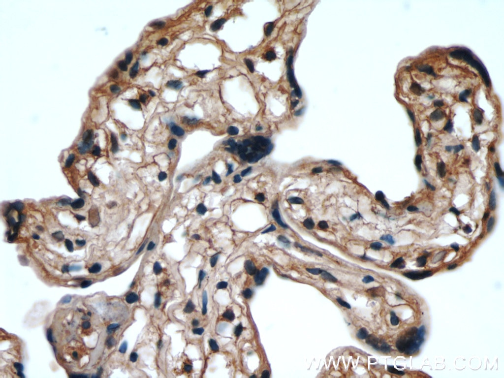 IHC staining of human placenta using 60146-1-Ig