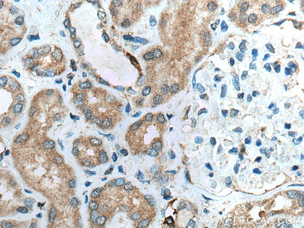 IHC staining of human kidney using 10999-1-AP