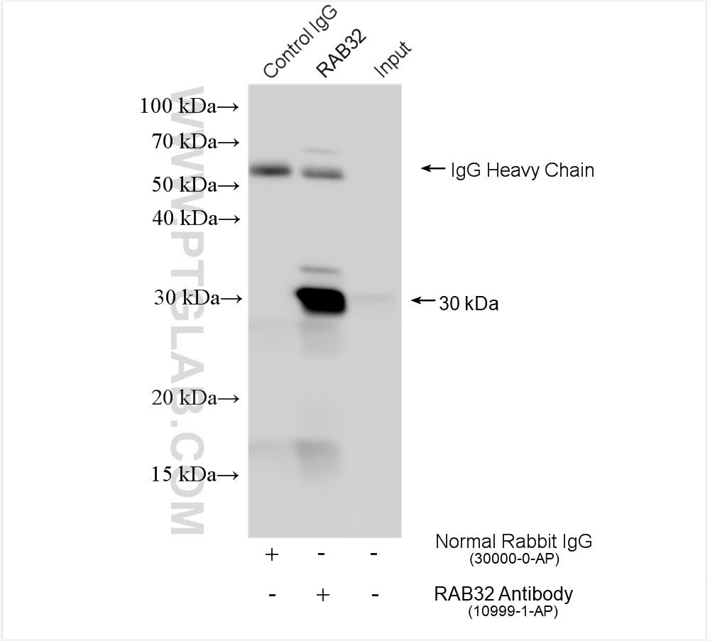 Immunoprecipitation (IP) experiment of HEK-293T cells using RAB32 Polyclonal antibody (10999-1-AP)