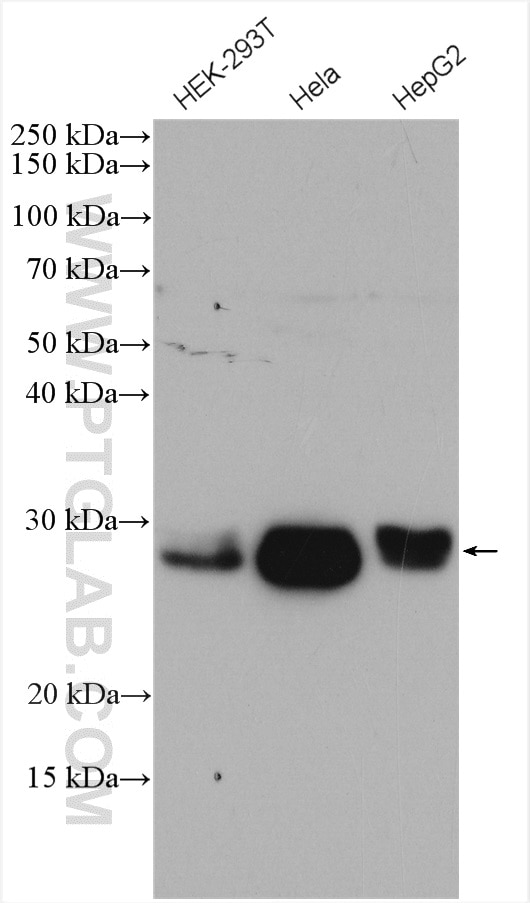 Western Blot (WB) analysis of various lysates using RAB32 Polyclonal antibody (10999-1-AP)