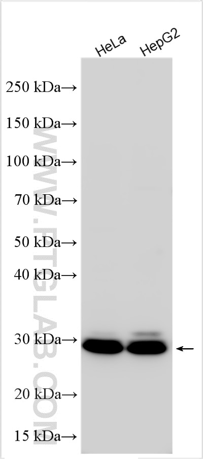 Western Blot (WB) analysis of various lysates using RAB32 Polyclonal antibody (10999-1-AP)