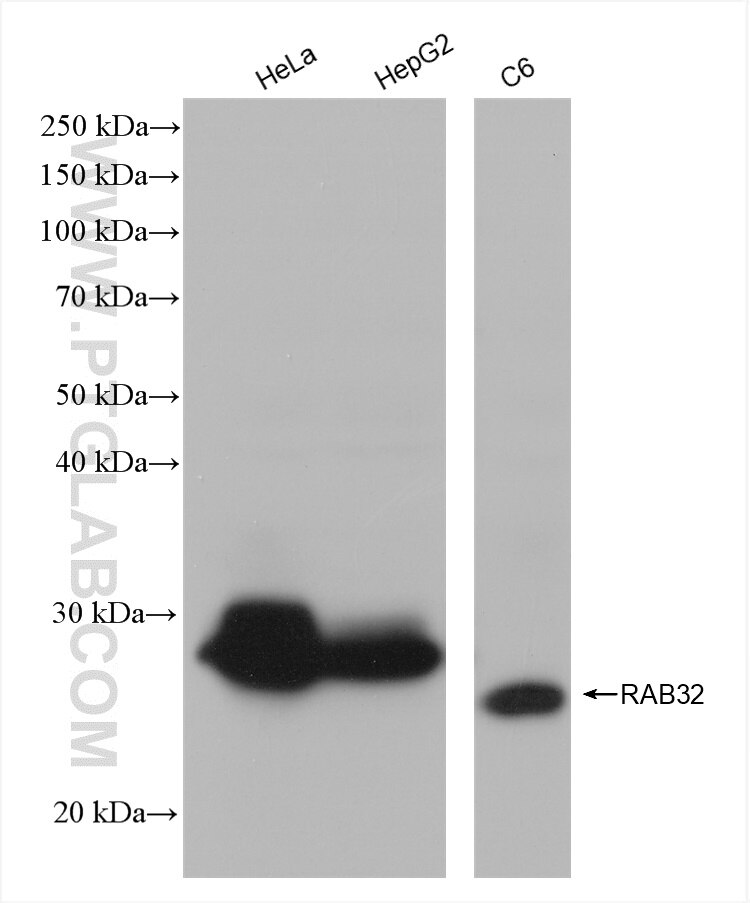Western Blot (WB) analysis of various lysates using RAB32 Recombinant antibody (82960-1-RR)