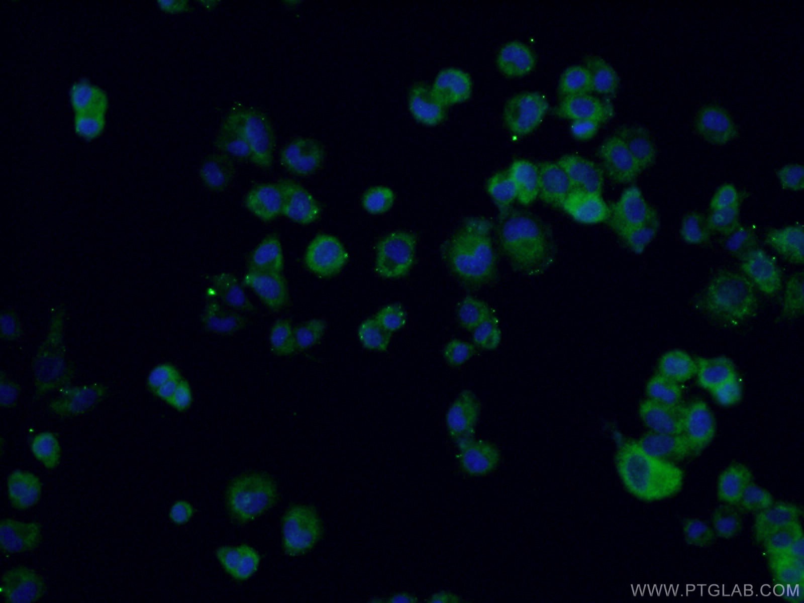 Immunofluorescence (IF) / fluorescent staining of PC-12 cells using RAB33A Polyclonal antibody (11025-1-AP)