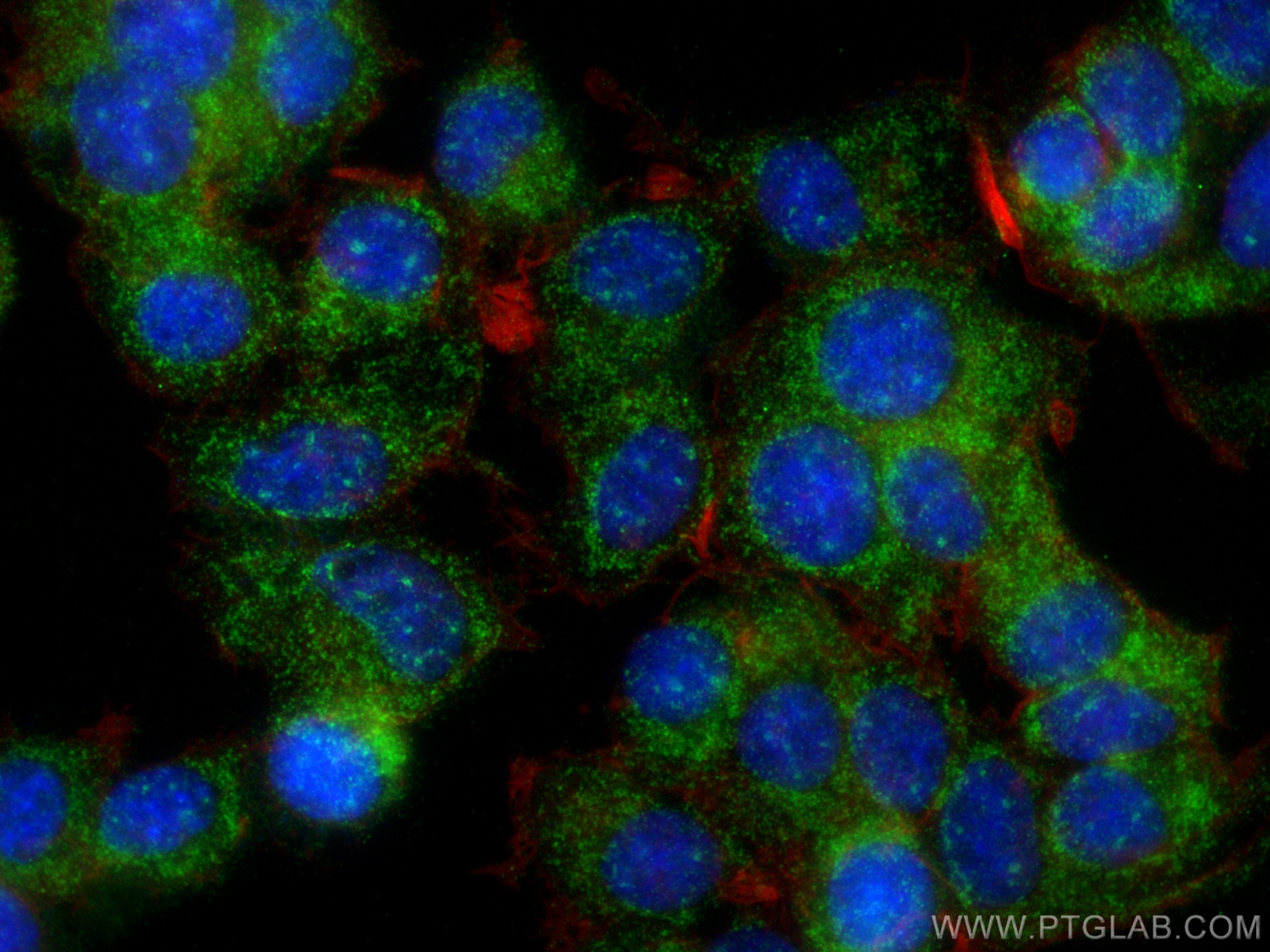 Immunofluorescence (IF) / fluorescent staining of PC-12 cells using RAB33A Polyclonal antibody (11025-1-AP)