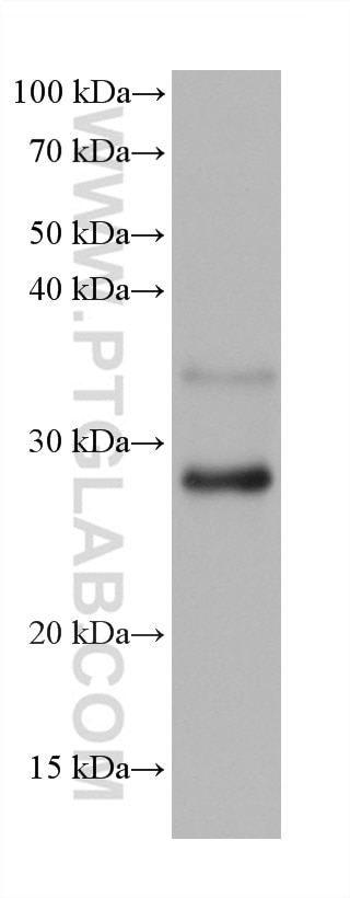 Western Blot (WB) analysis of SH-SY5Y cells using RAB33A Monoclonal antibody (68389-1-Ig)