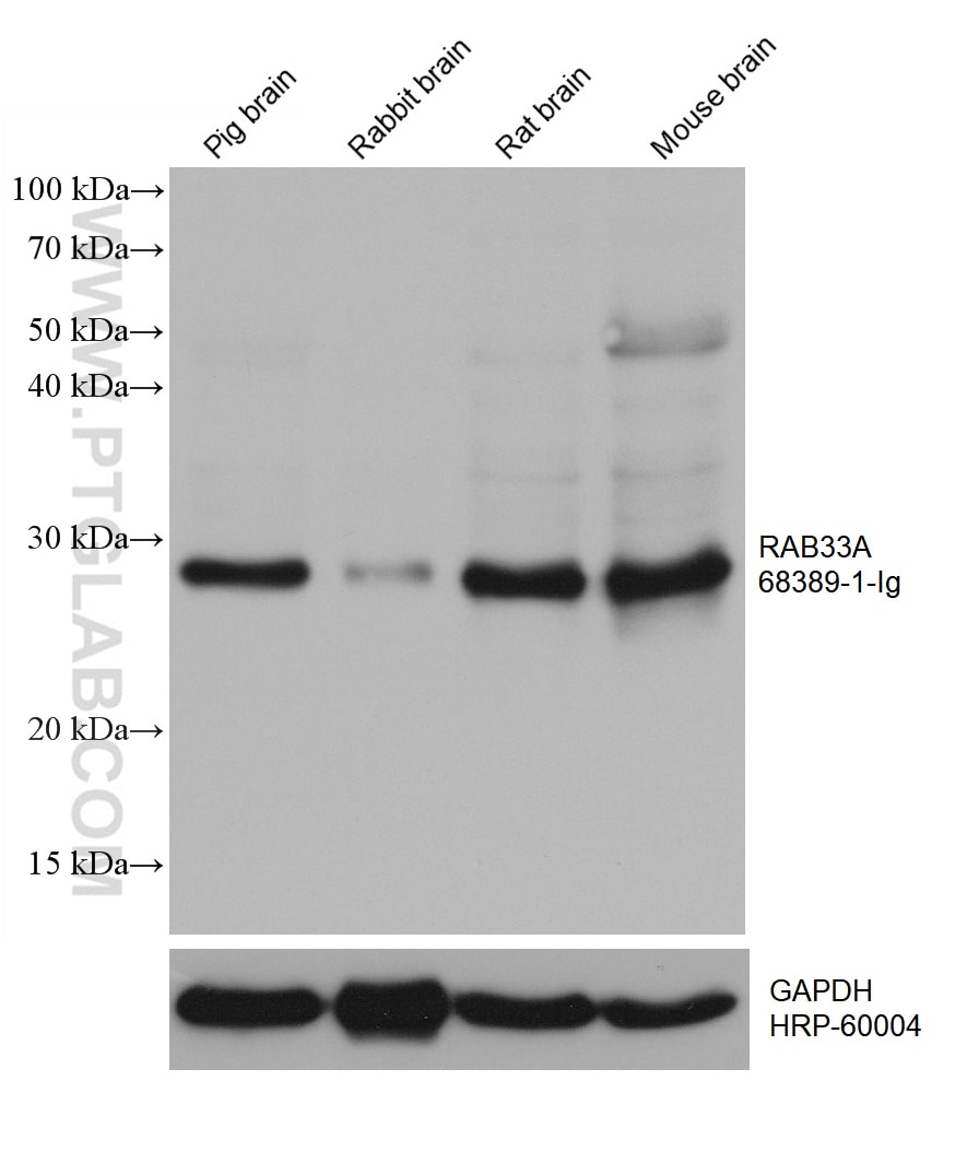 Western Blot (WB) analysis of various lysates using RAB33A Monoclonal antibody (68389-1-Ig)