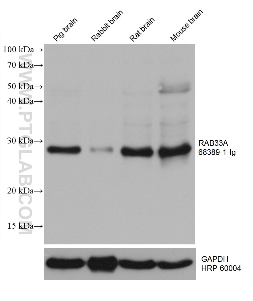 WB analysis using 68389-1-Ig