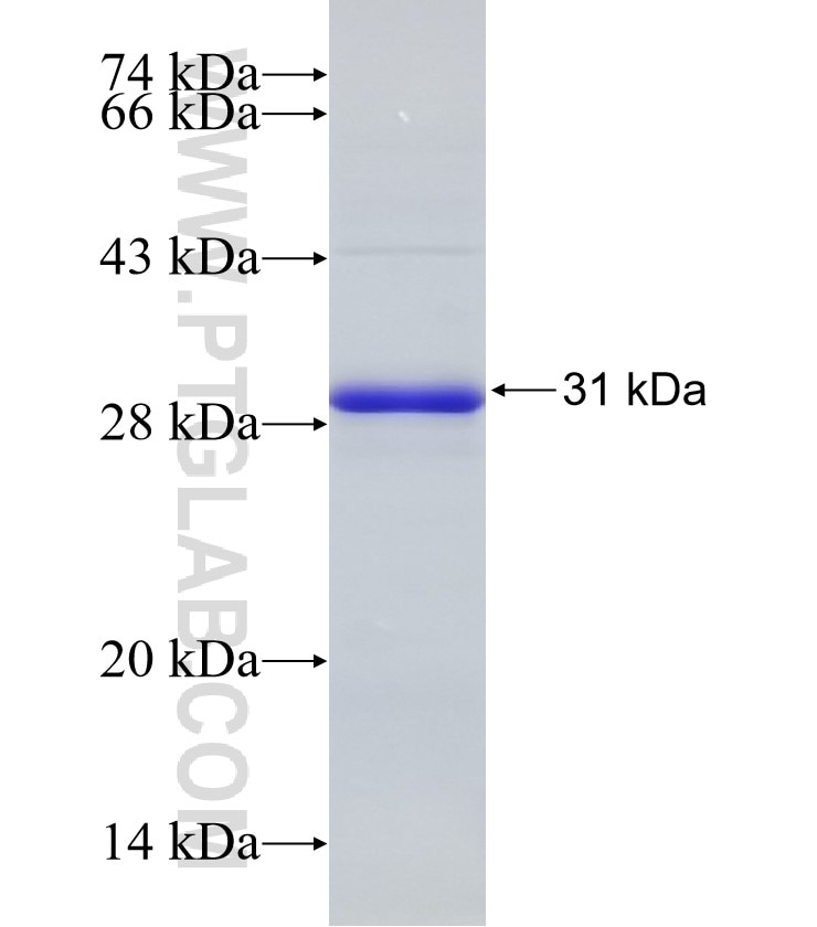 RAB33A fusion protein Ag33188 SDS-PAGE