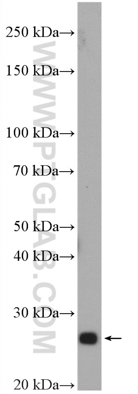 Western Blot (WB) analysis of MCF-7 cells using RAB33B Polyclonal antibody (27349-1-AP)