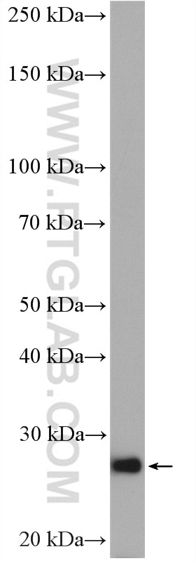 Western Blot (WB) analysis of HeLa cells using RAB33B Polyclonal antibody (27349-1-AP)