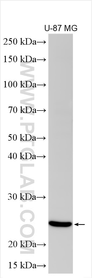 Western Blot (WB) analysis of various lysates using RAB33B Polyclonal antibody (27349-1-AP)
