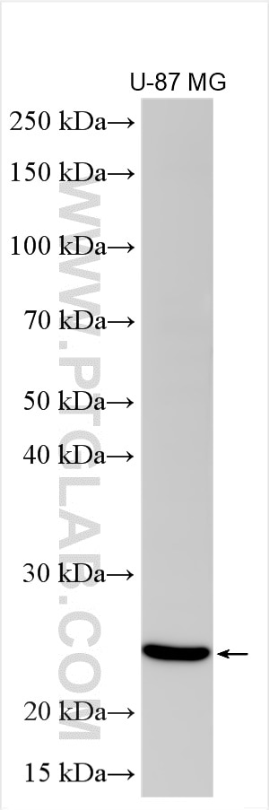 WB analysis using 27349-1-AP